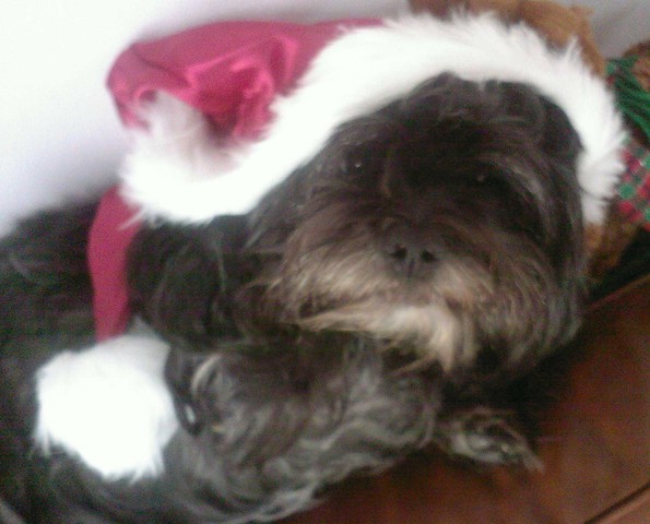 Chelsea met de kerst.