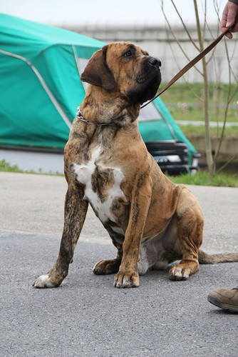 Fila Brasileiro