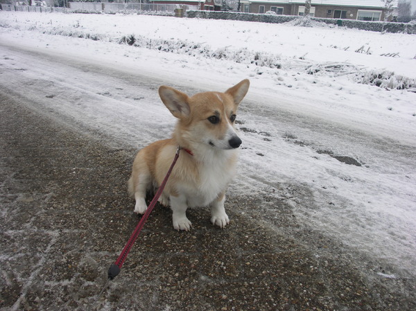 Welsh Corgi Pembroke