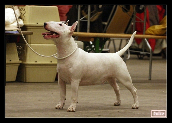 Bull Terrier