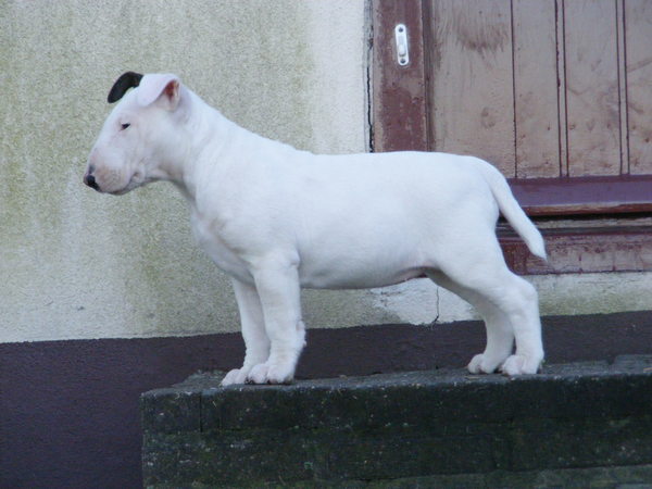 Bull Terrier
