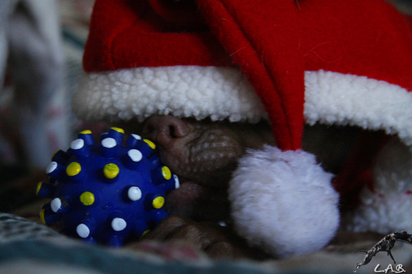 Chilly Christmas Grinch