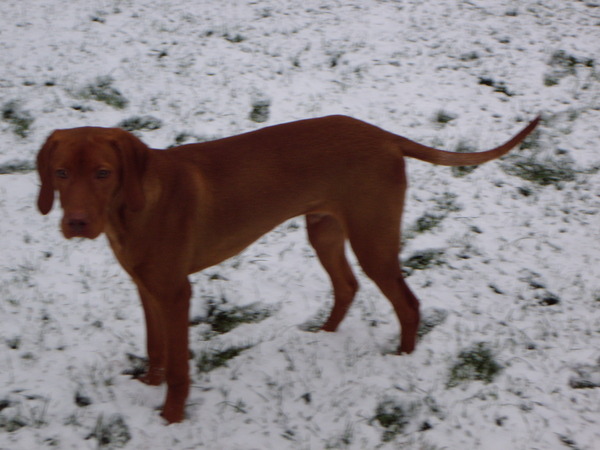 Vizsla (Hongaarse staande hond)