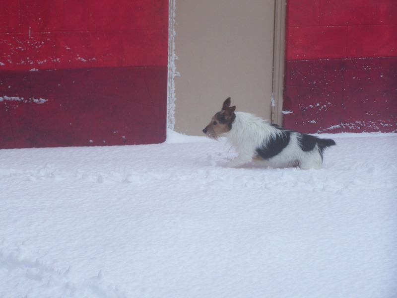 Tjoepie in de sneeuw !