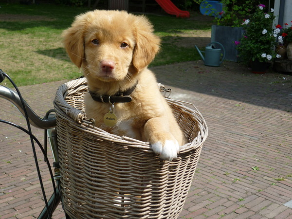 Nova Scotia Duck Tolling Retriever