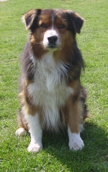 Australian Shepherd