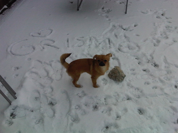 Grismo in de sneeuw!