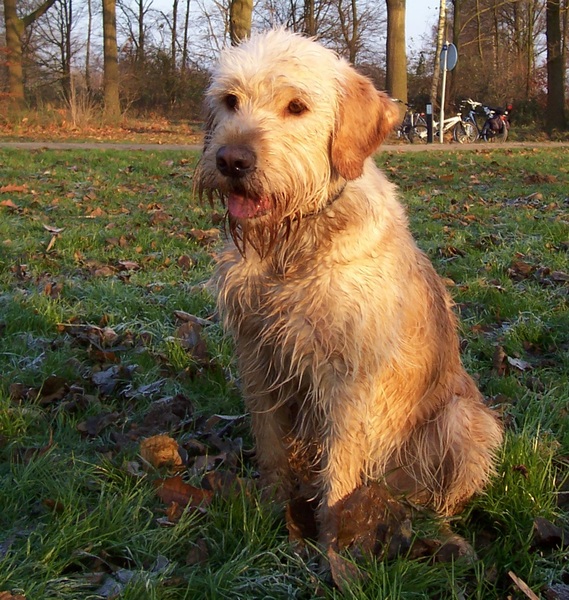 Matchy- kruising Golden Retriever/moeder onbekend