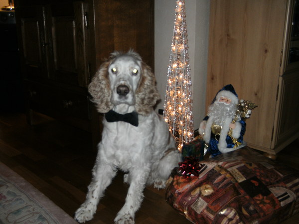 Cocky in feestkledij