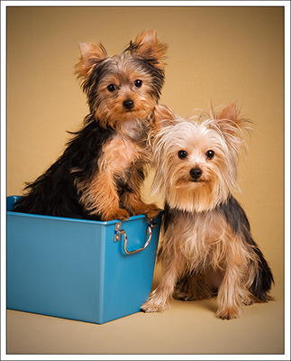 Yorkshire Terrier
