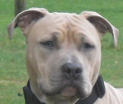 American Staffordshire Terrier