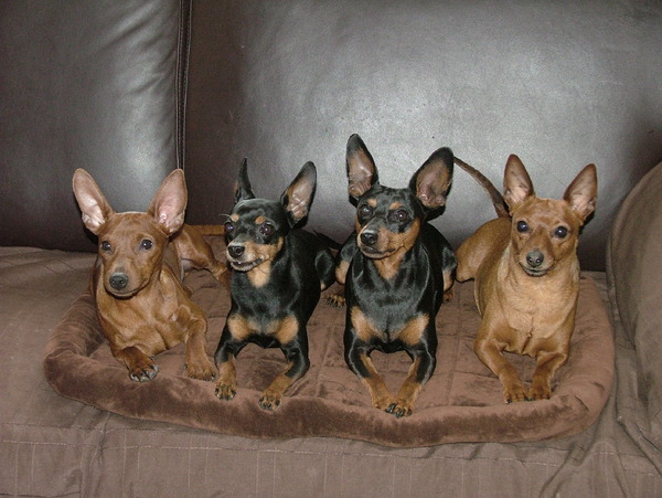 Hoi Hoi even voor stellen,Ozzy ,Cody ,Musky Mijaggy, Spikey