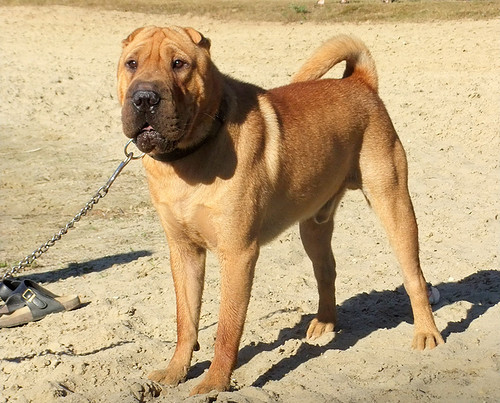 Shar Pei