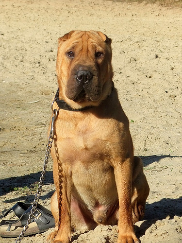Shar Pei