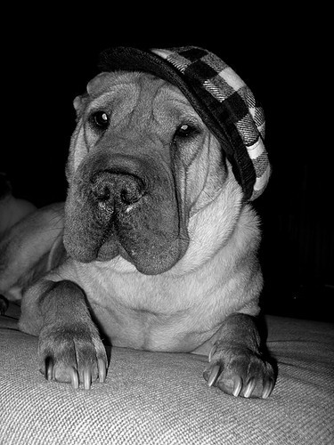 Shar Pei