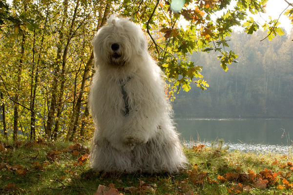 Old English Sheepdog