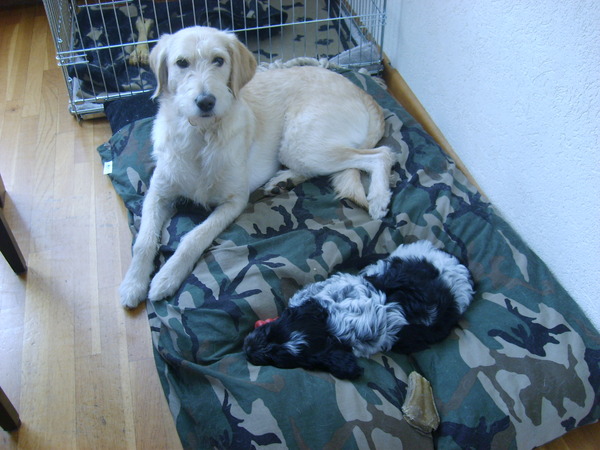 tara de labradoodle(labrador/koningspoedel