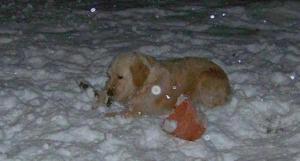 Matchy ligt heerlijk in de sneeuw
