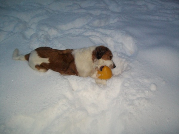roxie in de sneeuw