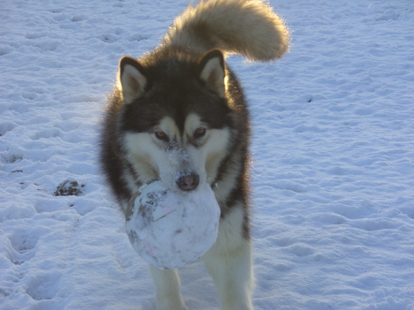 Sneeuwbal, voetbal? Wat maakt het uit!