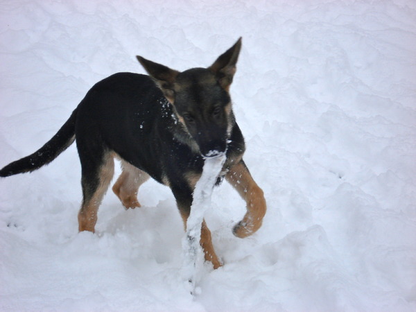 Apporteren, apporteren, Arco begint het te leren...