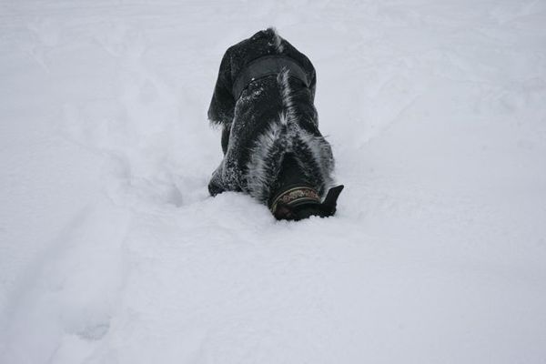 waar is mijn balletje nou????