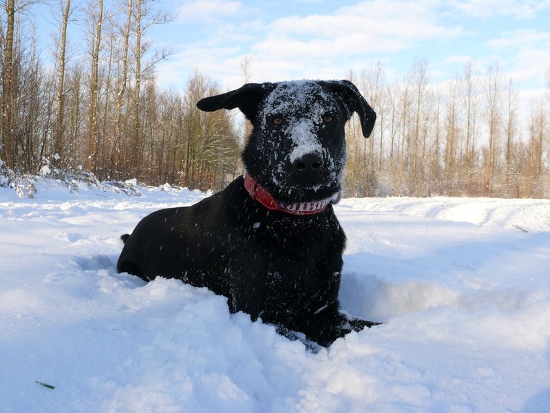 Uitrusten van het dollen in de sneeuw!