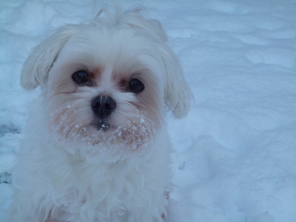 Ciske in de sneeuw