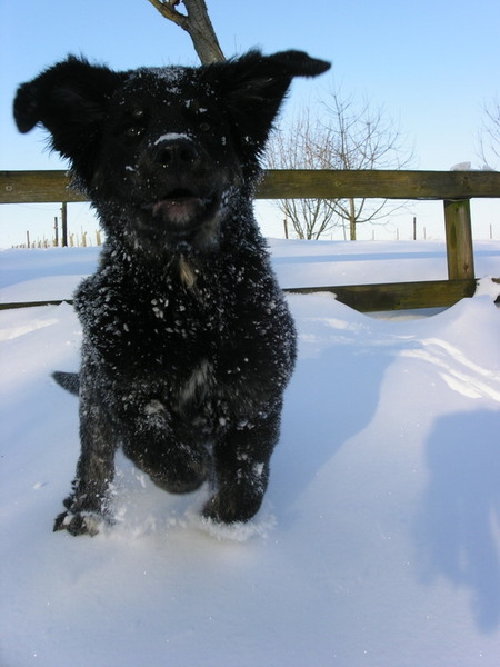 Dax in de sneeuw