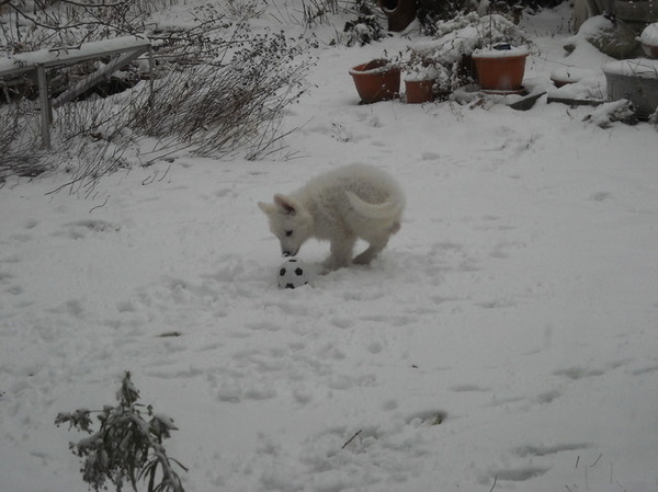 Indy haar eerste sneeuw! :-D