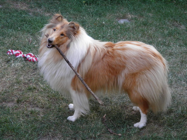 Schotse Herdershond, Langhaar