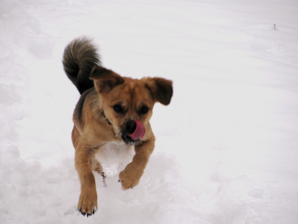 Basco in sneeuw