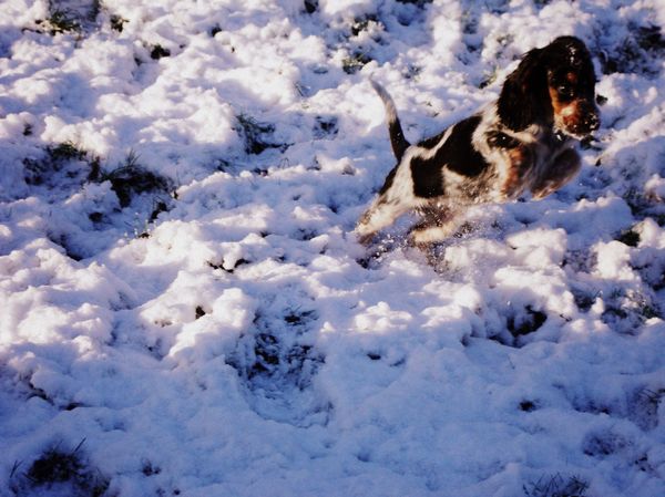 Springen in de sneeuw