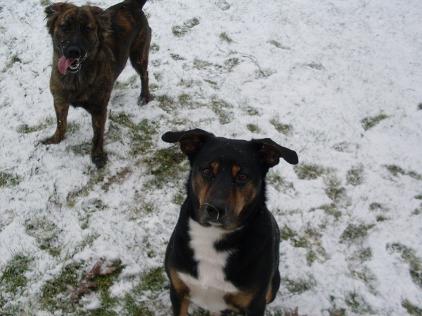 Kom op!  sneeuwballen gooien?