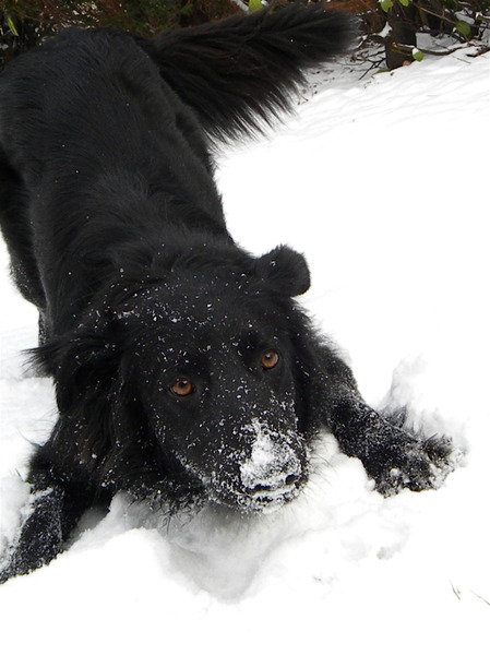 Raja in de sneeuw