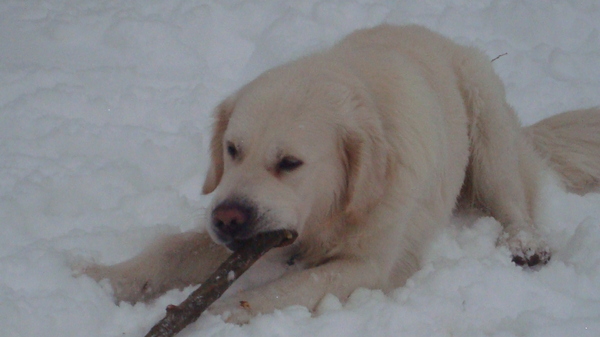 Lieve guus in de sneeuw