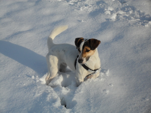 Wandelen in de sneeuw.