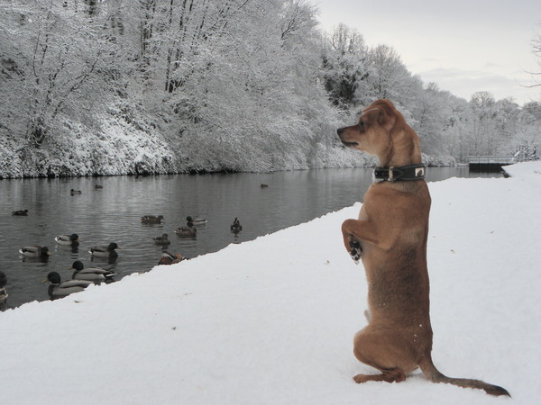 chevy en de eendjes in het park