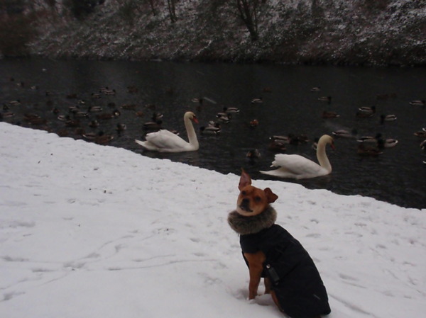 volgens mij hebben ze het koud hoor!