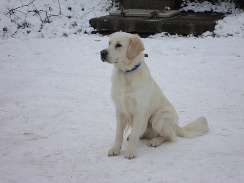 wauw wat veel wittigheid