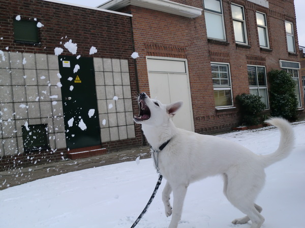 Kyra in de sneeuw!!!