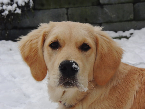 Kiki 'hartje' sneeuw