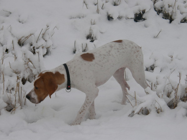 point het sneeuwflokje