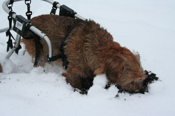 Lekker er op uit in de sneeuw.