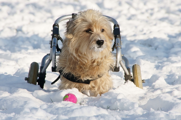 Lekker er op uit in de sneeuw.