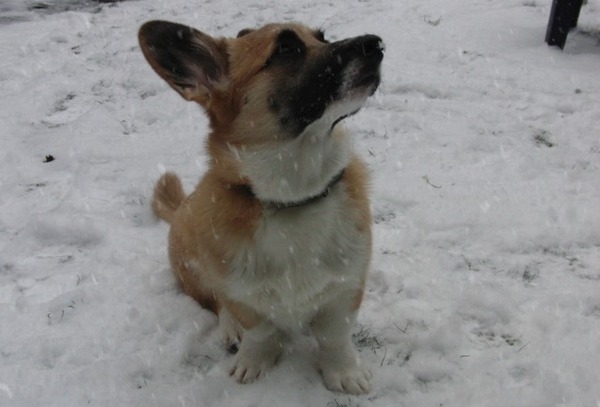 midas vind de sneeuw super interessant