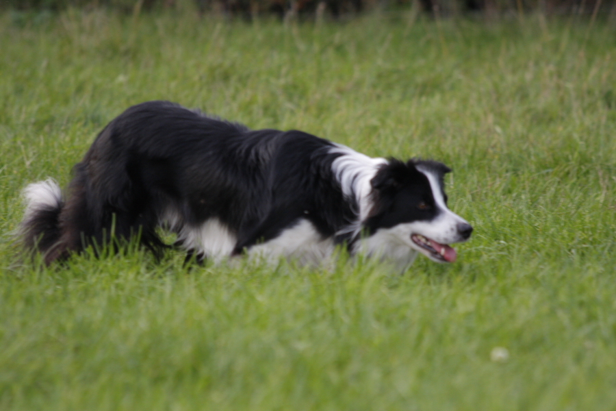 Border Collie