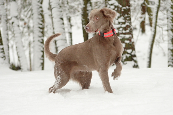 hee waar is die sneeuwbal