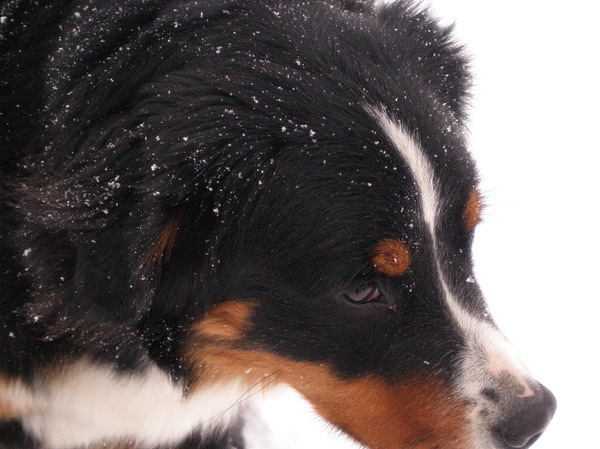 kWord hyper van de sneeuw!