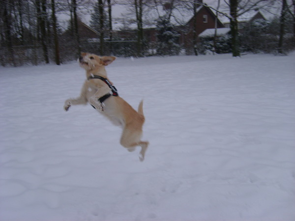sneeuwpret